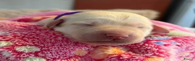 Abrikoos teefje paars