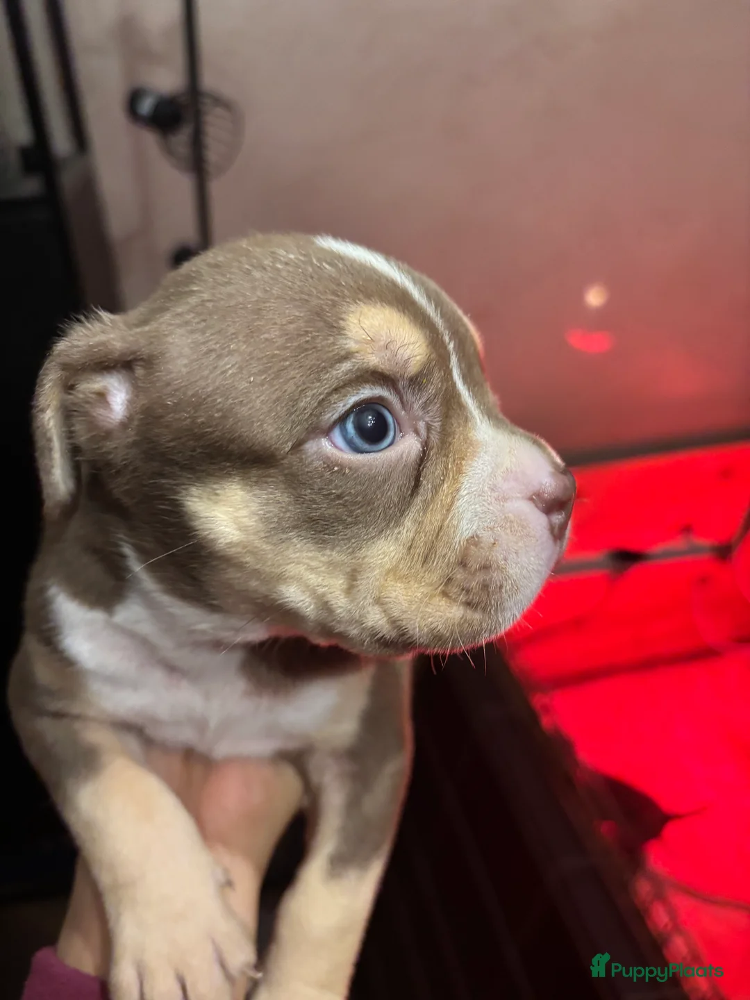 Amerikaanse Bully honden te koop: Amerikaanse bully xl - Advertentie 13