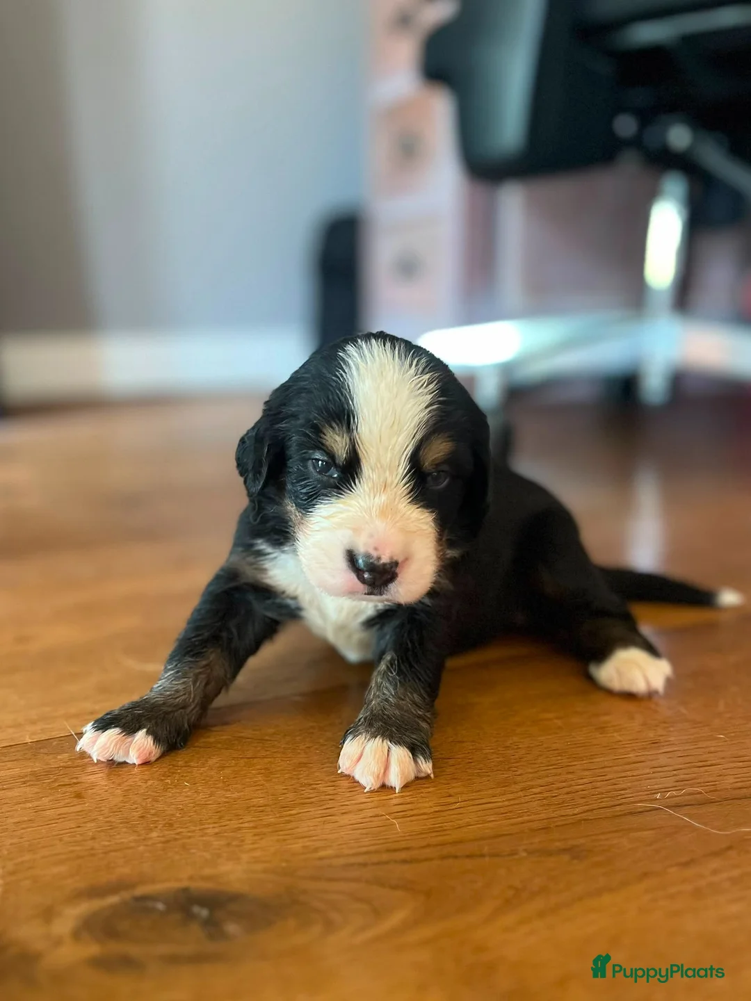 Berner Sennenhond honden te koop: Berner sennen pups - Advertentie 10