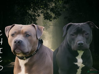 Kruising honden - Advertentie 10