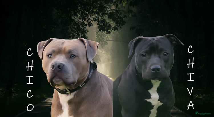 Kruising honden Stafford bully pups zoeken gouden mandje - Advertentie 13