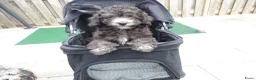 Kruising honden te koop: Prachtige dwerg/toy poedel puppys - Advertentie 8