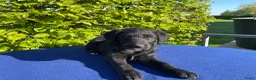 Labradoodle honden te koop: Doodle Pups - Advertentie 3
