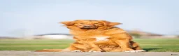 Kruising honden te koop: Super gesocialiseerde Toller x Austrlian shepherd  - Advertentie 11