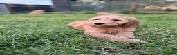 Labradoodle honden te koop: Mooie Labradoodle pups! - Advertentie 7