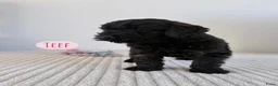 Cockapoo honden te koop: Cockapoo Cocker spaniel - Advertentie 10