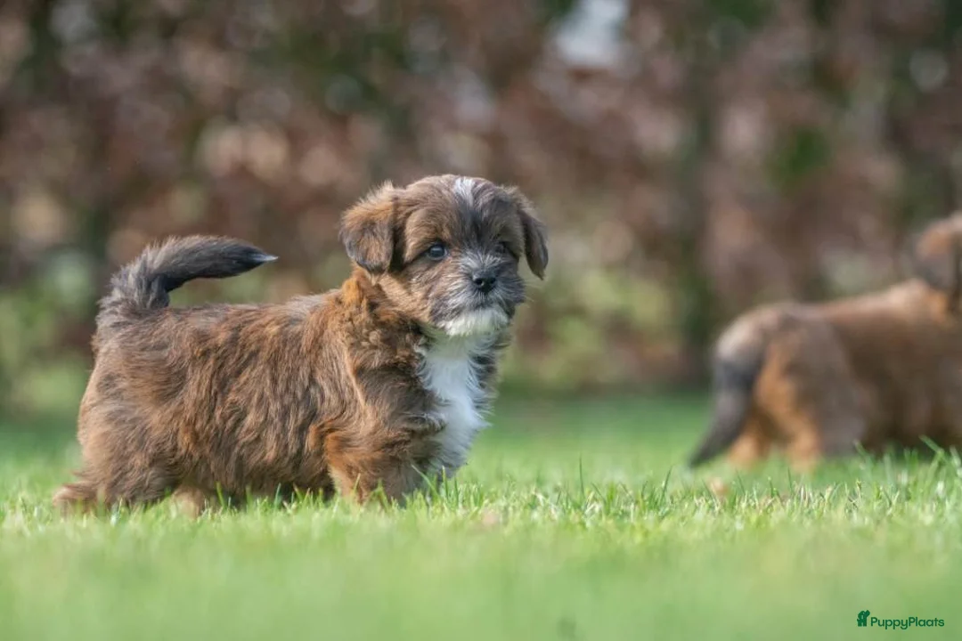 Shihpoo honden te koop: mooie kleinblijvende shihpoo doodle mini  - Advertentie 14