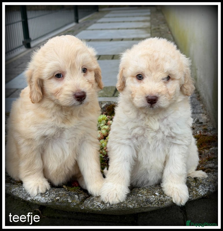 Kruising honden Bordoodle F1b pups. Bordoodle x Labradoodle - Advertentie 2
