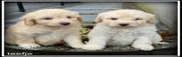 Kruising honden te koop: Bordoodle F1b pups. Bordoodle x Labradoodle - Advertentie 2