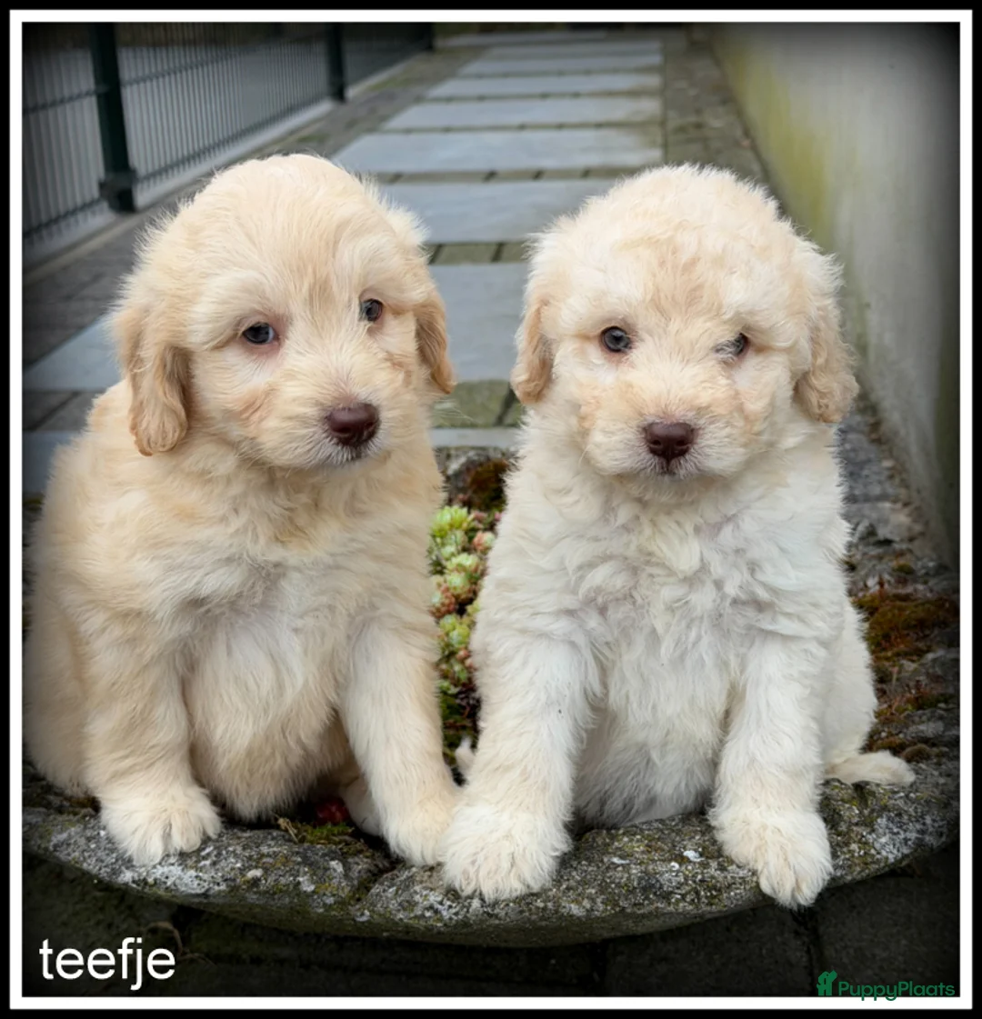 Kruising honden te koop: Bordoodle F1b pups. Bordoodle x Labradoodle - Advertentie 2