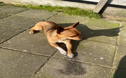 Chihuahua honden te koop: Chihuahua te koop in Almere - Afbeelding 3