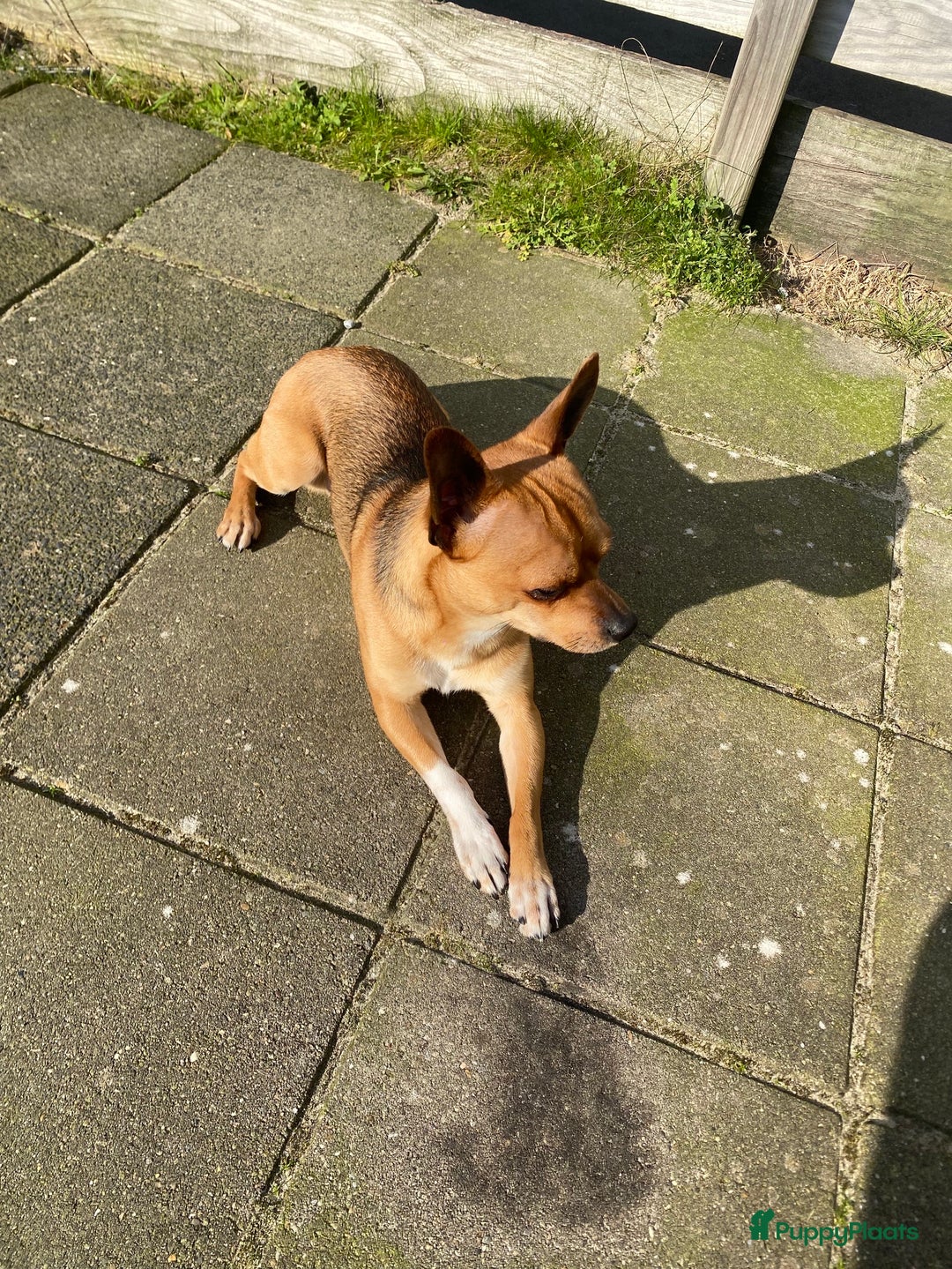 Chihuahua honden te koop: Chihuahua te koop in Almere - Afbeelding 3