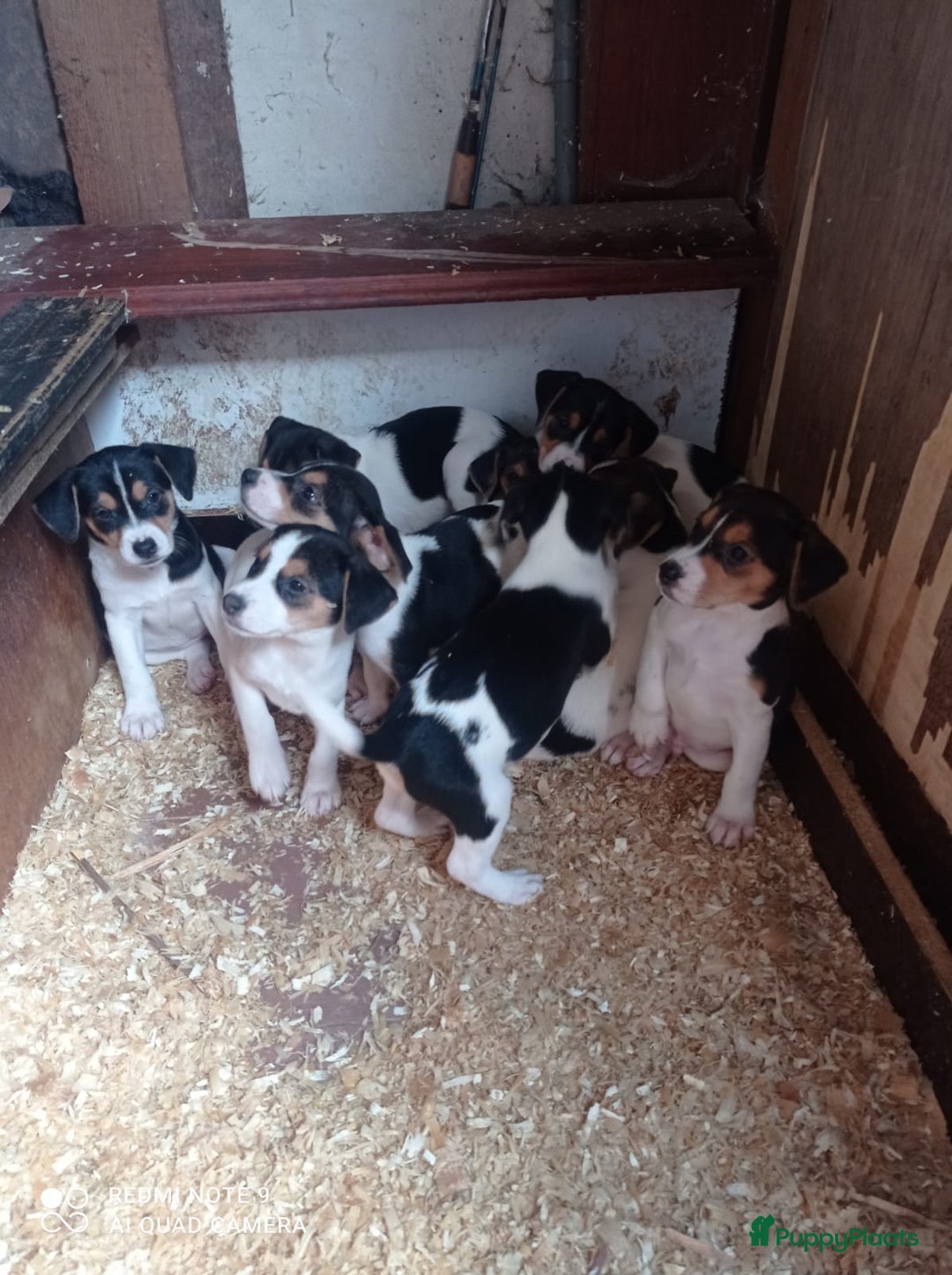 Fox Terriër Gladhaar honden te koop: Fox Terrier - Advertentie 1