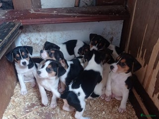 Fox Terriër Gladhaar honden Fox Terrier - Advertentie 2