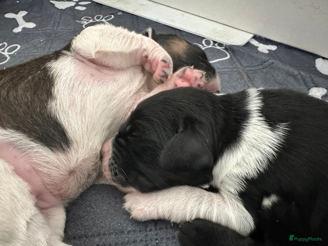 Kruising honden te koop: Nog 2 knuffelbare kruising puppy’s beschikbaar  - Afbeelding 37
