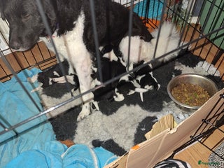 Friese Stabij honden Frieze stabij - Advertentie 1