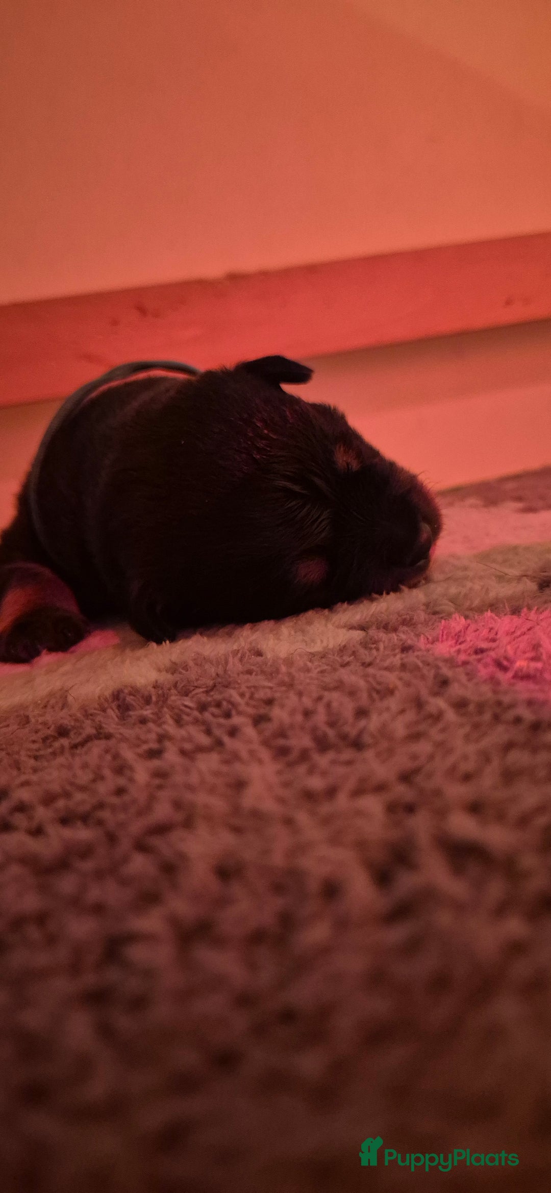 Rottweiler honden te koop: Nest F 27.11.2025 - Advertentie 17