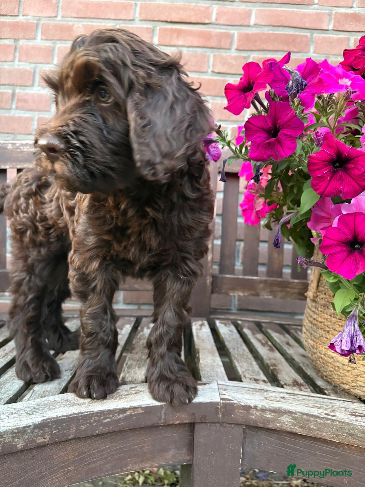 Labradoodle honden Labradoodles F4 bruin  - Advertentie 1