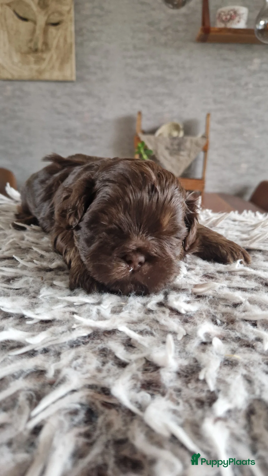 Shih Tzu honden te koop: Mooie shih tzu pups - Advertentie 8