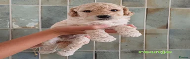Kruising 1