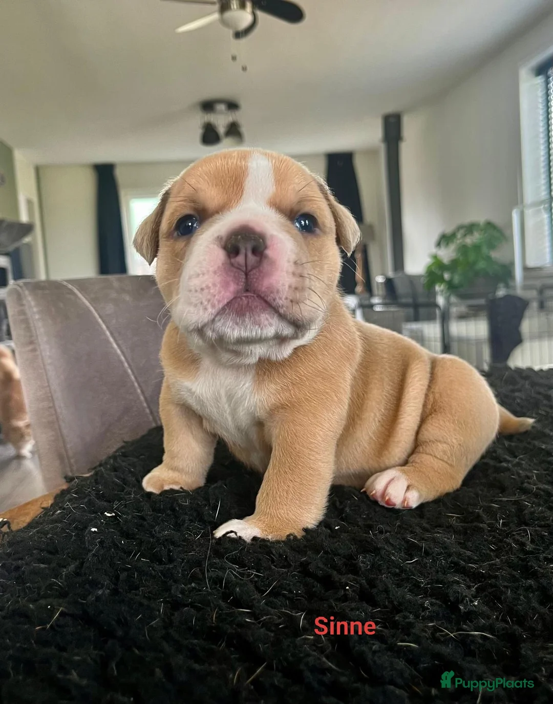 Engelse Bulldog honden te koop: New English Bulldog/ Old English Bulldog pups  - Advertentie 9