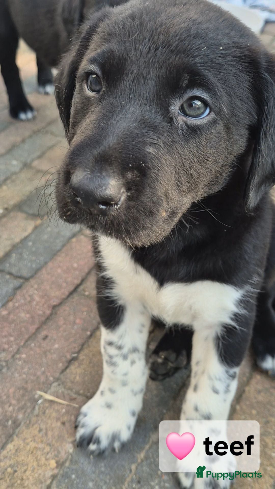 Kruising honden Borador pupjes♡ - Advertentie 7