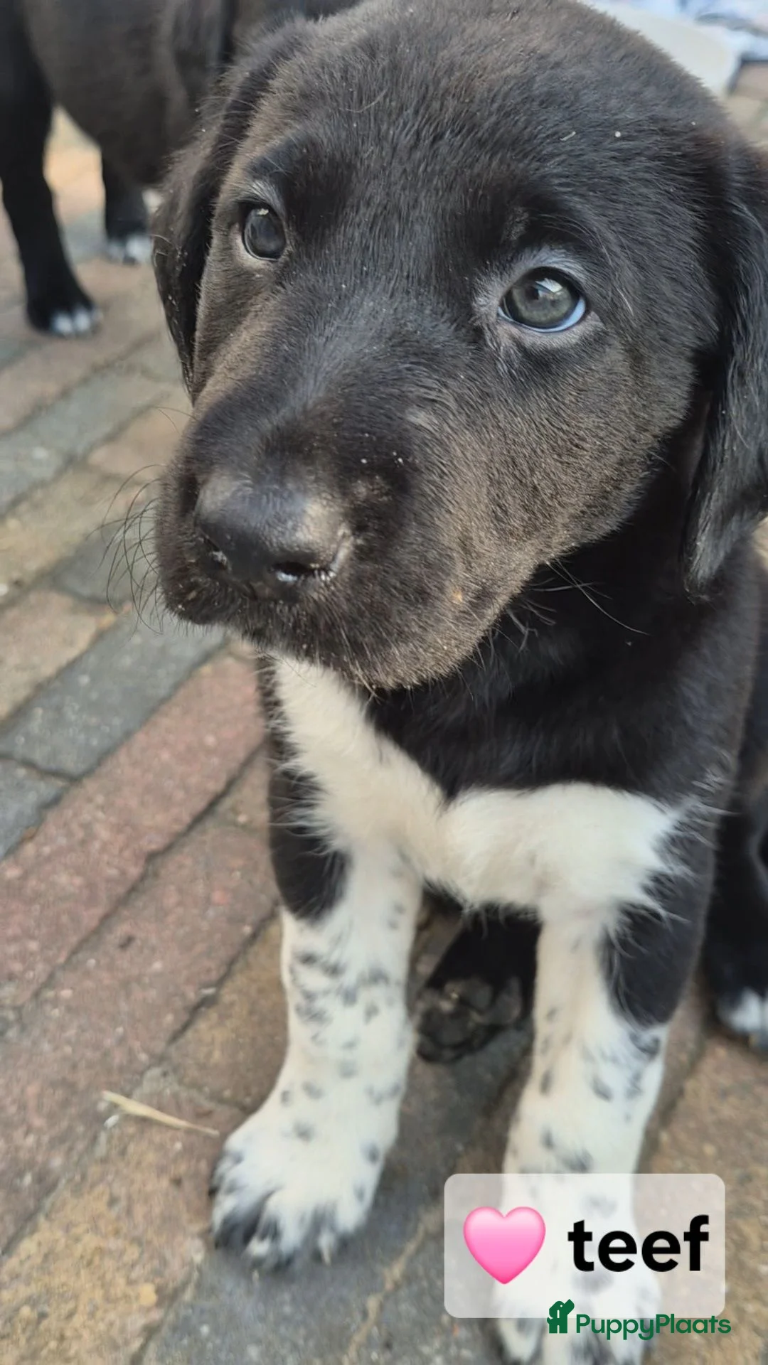 Kruising honden te koop: Borador pupjes♡ - Advertentie 1