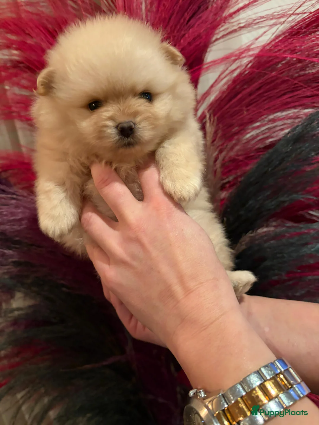 Pomeriaan honden te koop: Pomeriaan teefje ❤️ - Advertentie 2