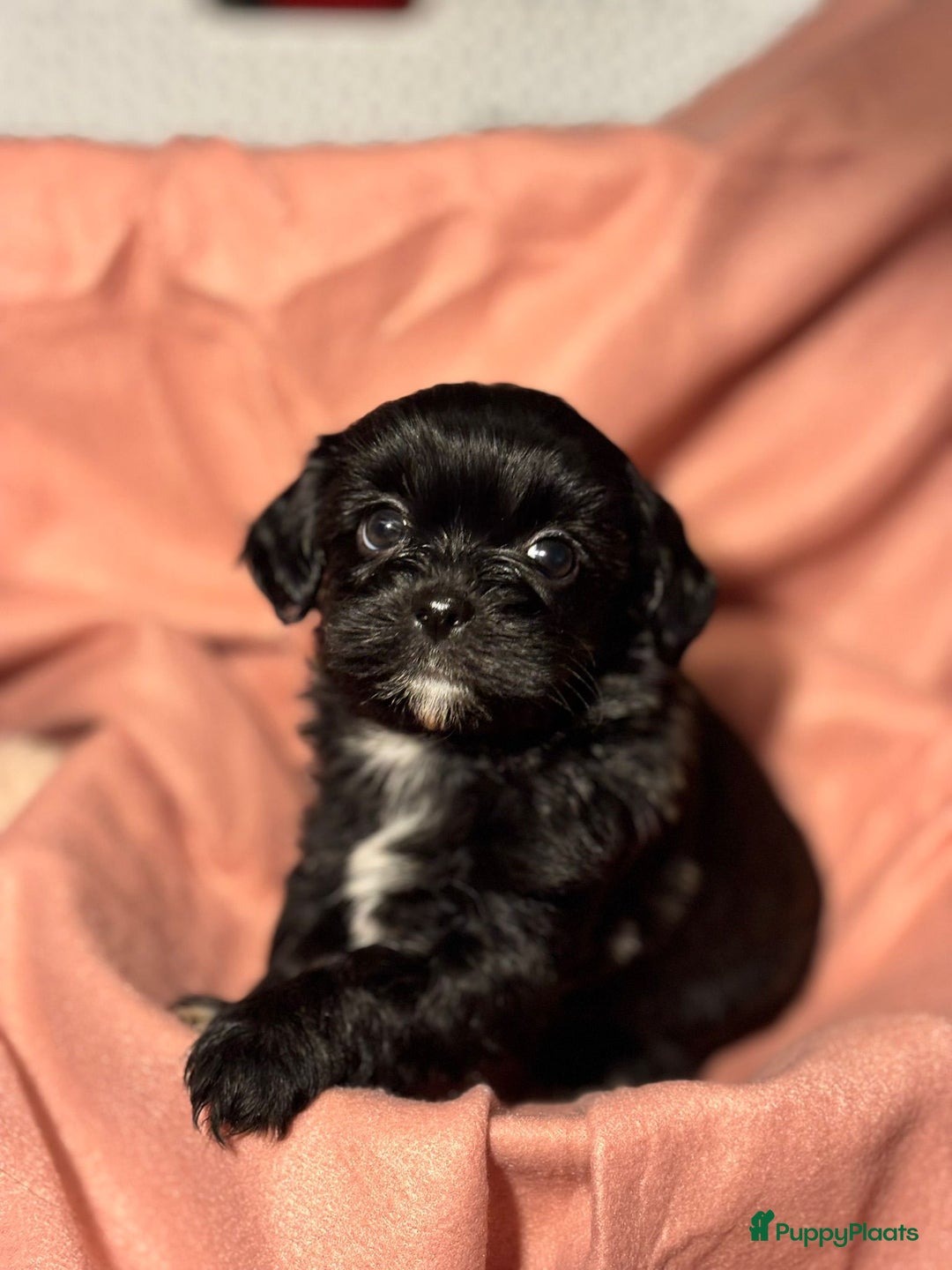 Shihpoo honden te koop: Shih Tzu / ShihTzu Toypoedel - Advertentie 6