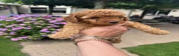 Poedel Toy honden te koop: Prachtig nestje rode/abricot toy poedels toypoedel - Advertentie 17