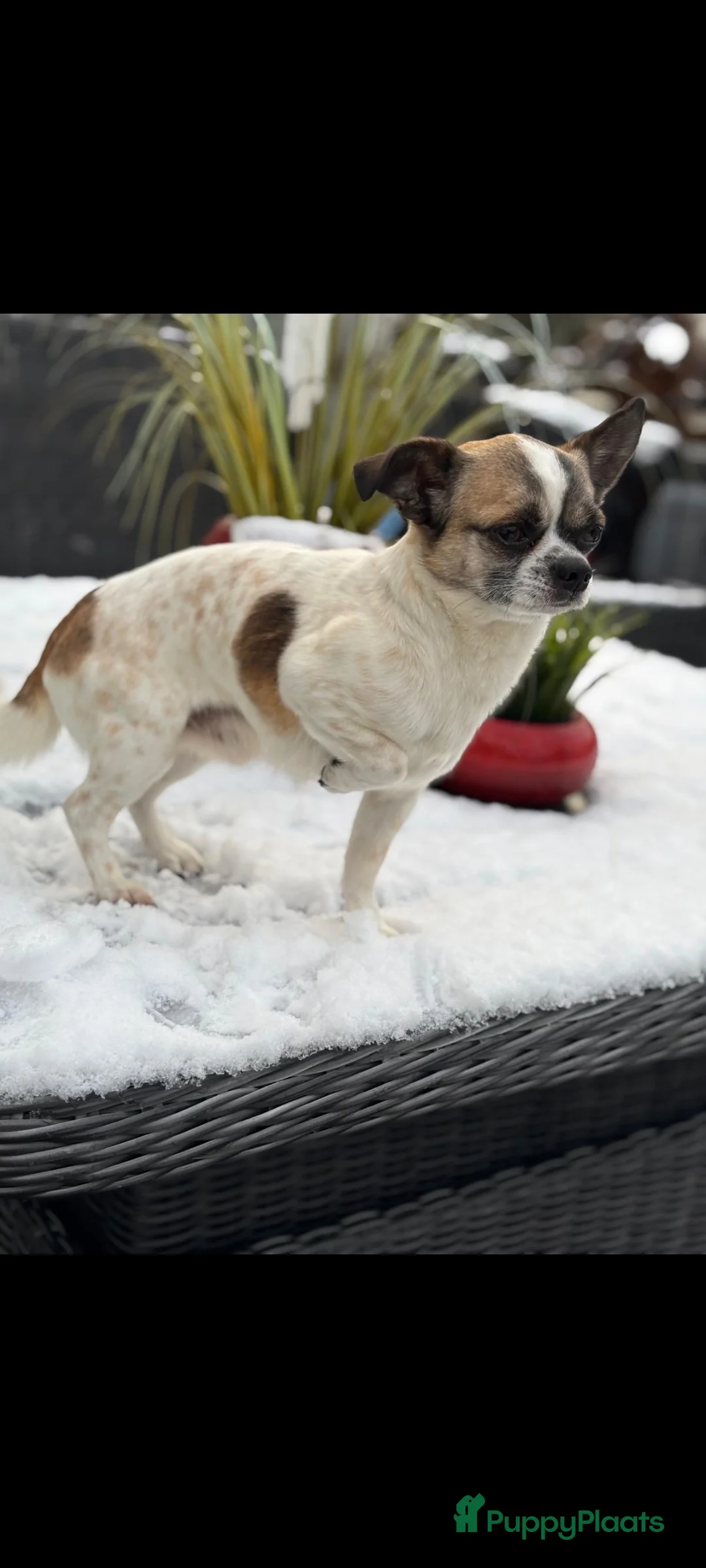 Kruising honden ter dekking: Lieve dekreu  - Advertentie 3