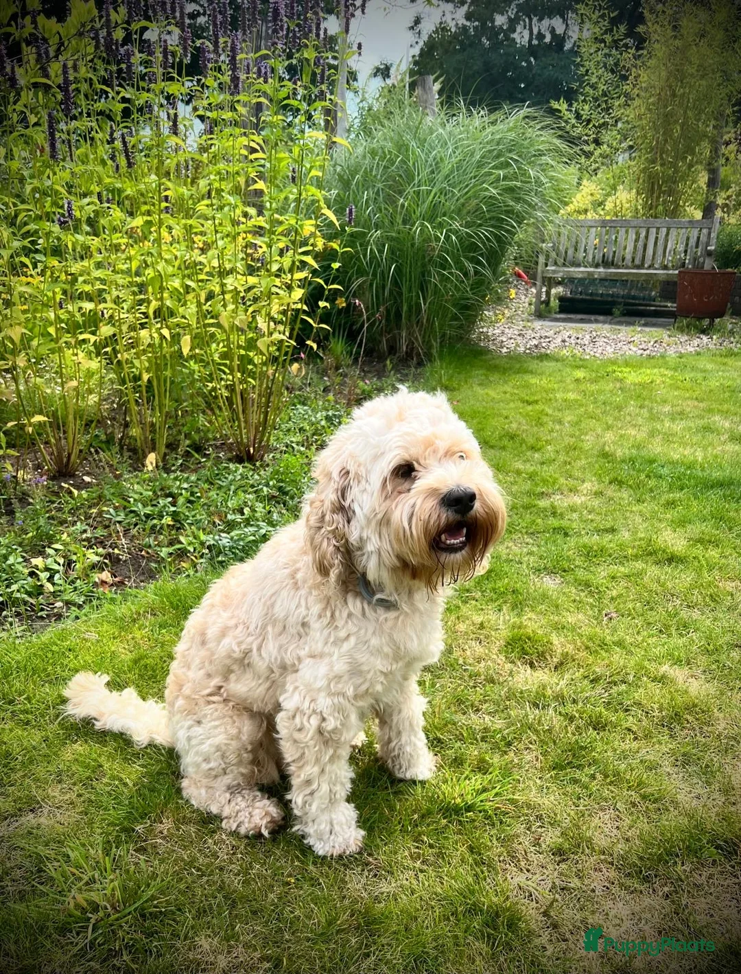 Cockapoo honden ter dekking: Ervaren, gezonde dekreu beschikbaar: lief karakter - Advertentie 4