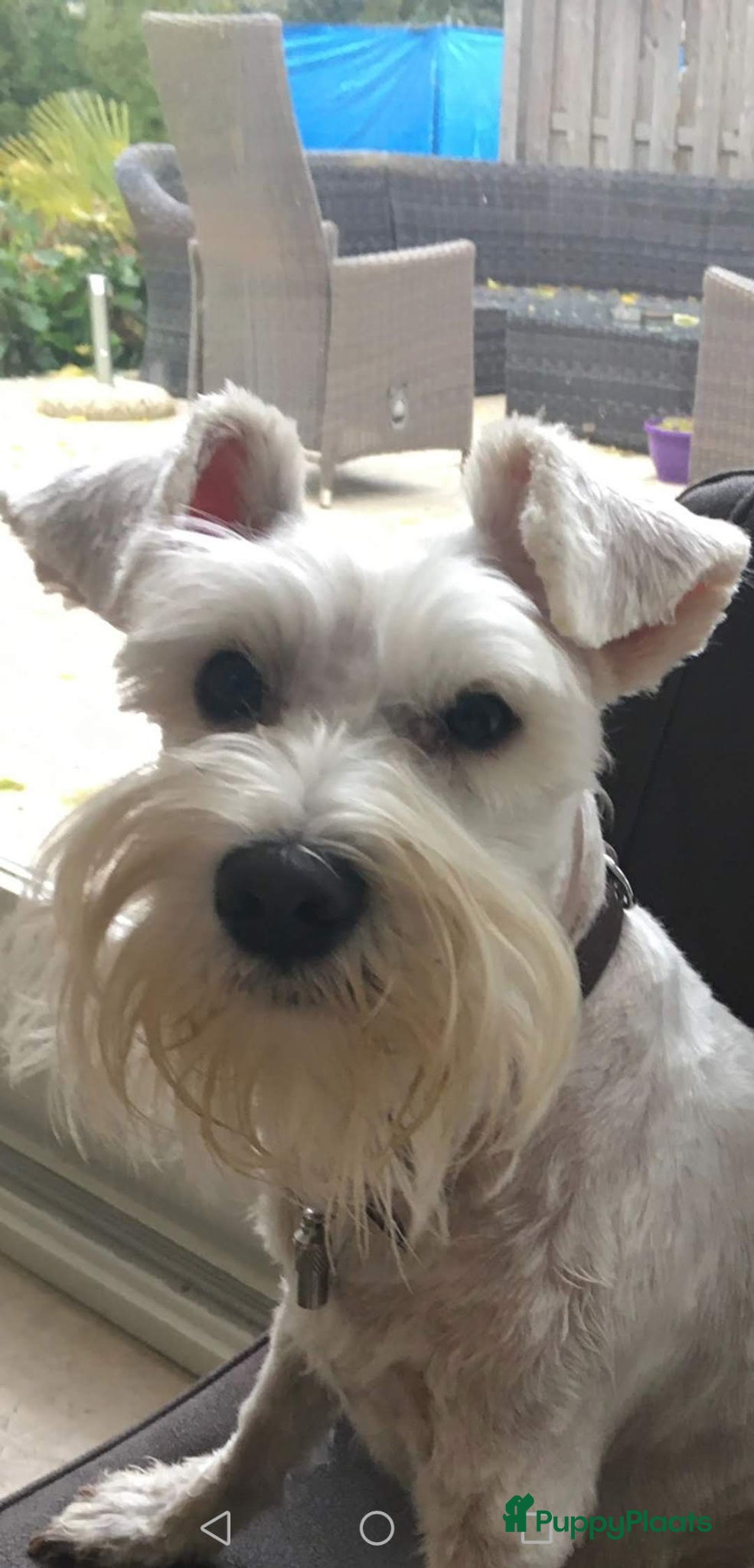 Kruising honden unieke kruising puppies - Advertentie 1