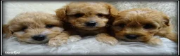 Maltipoo honden te koop: Maltipoo F1b pups - Advertentie 4