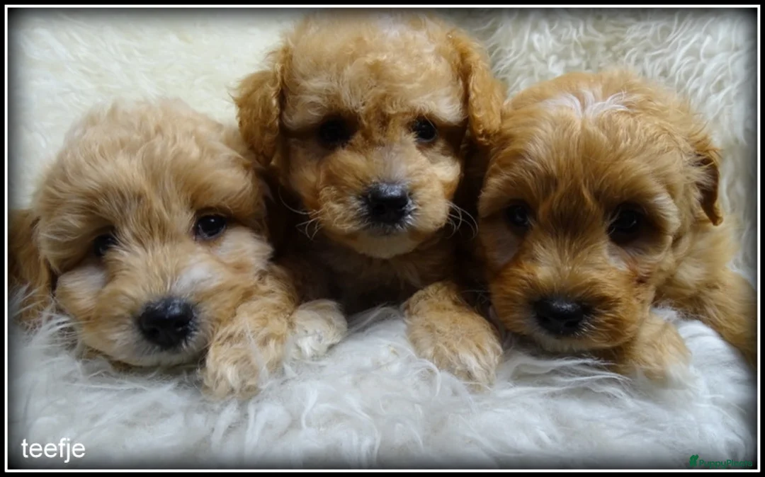 Maltipoo honden te koop: Maltipoo F1b pups - Advertentie 4