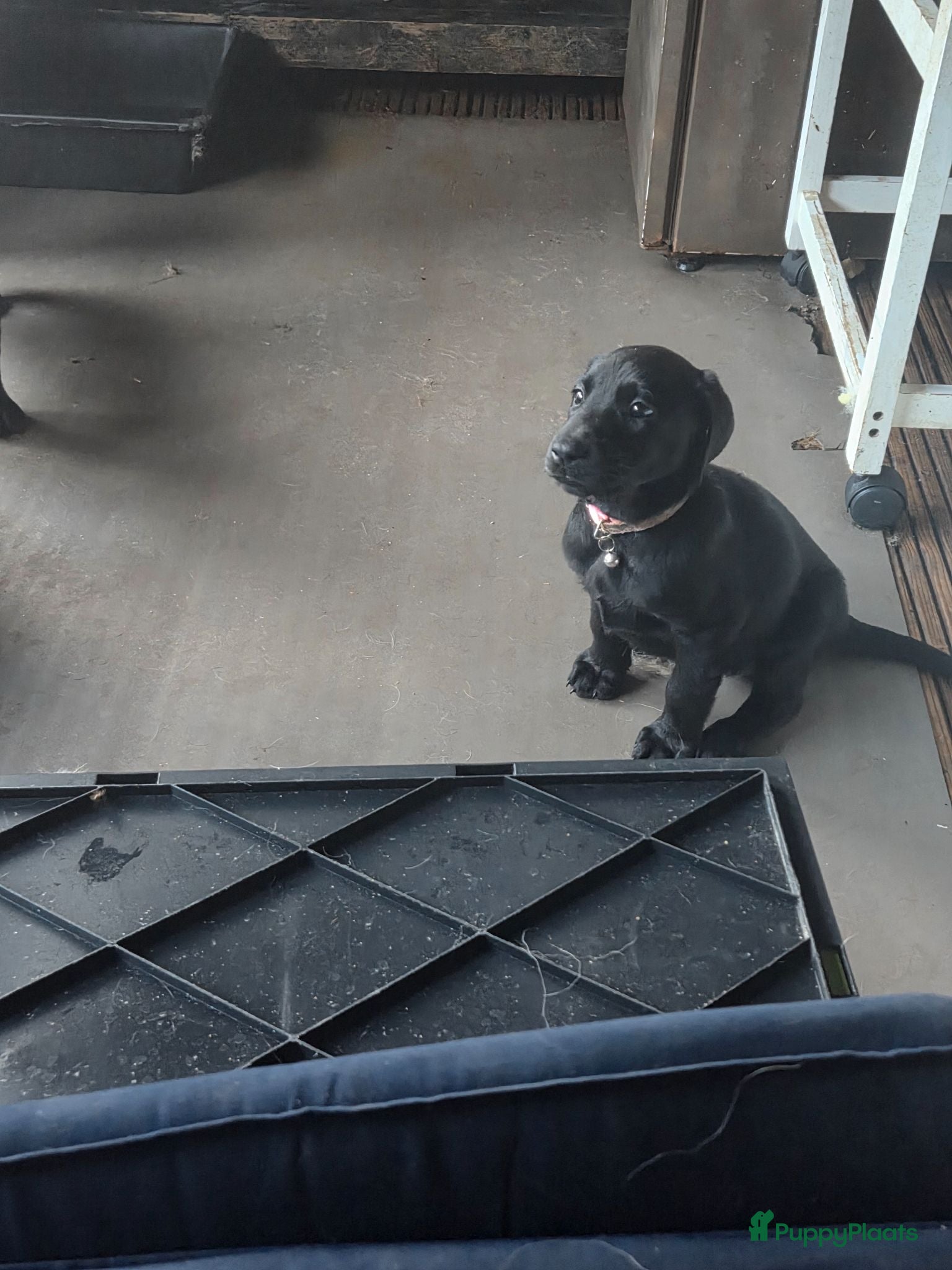 Kruising honden Te koop Doberman × pups - Advertentie 2