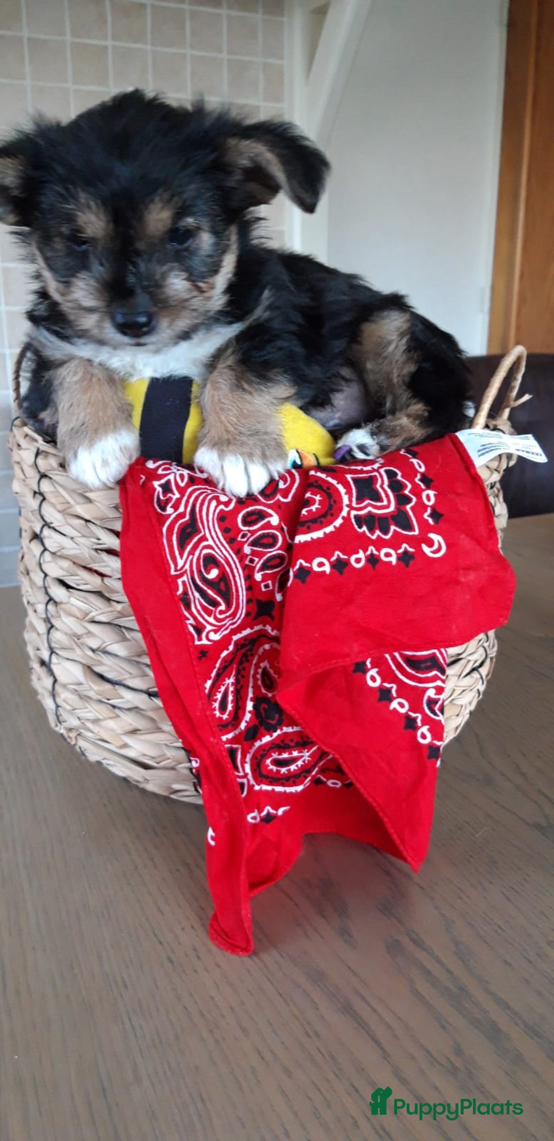 Kruising honden te koop: Een Schattig Puppy - Advertentie 3