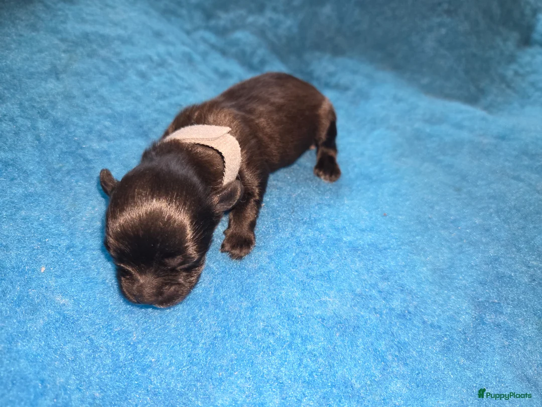 Maltipoo honden te koop: Maltipoo pups - Advertentie 2