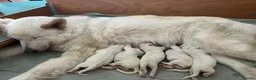 Zwitserse Witte Herdershond honden te koop: Zwitserse witte herder pups - Advertentie 16