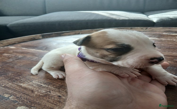 American Staffordshire Terriër honden 4 laatste raszuivere amerikaanse stafford pups  - Advertentie 13