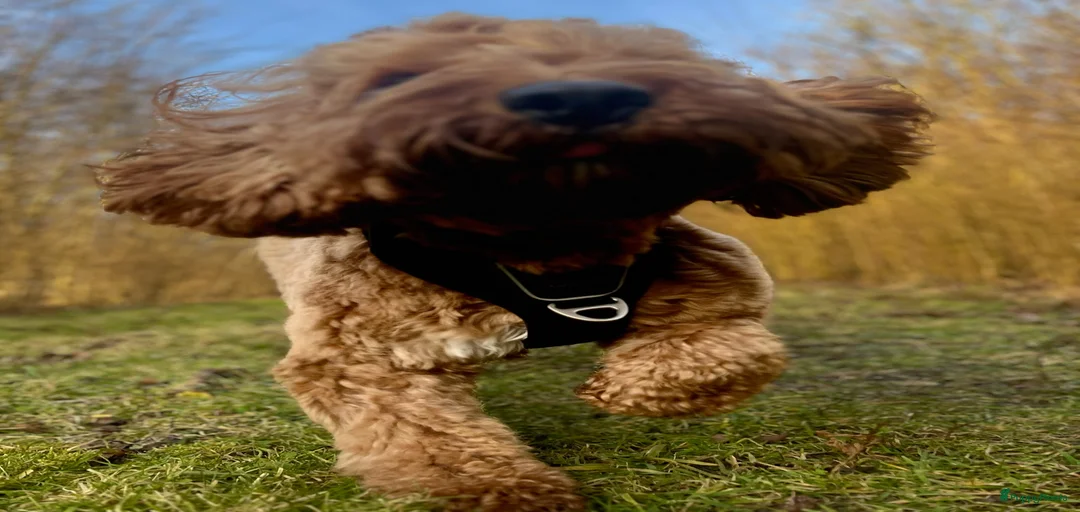 Galerij afbeelding {{count}}