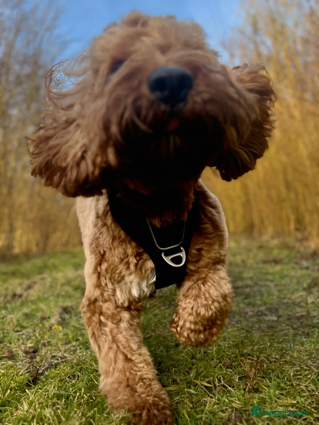 Galerij afbeelding {{count}}