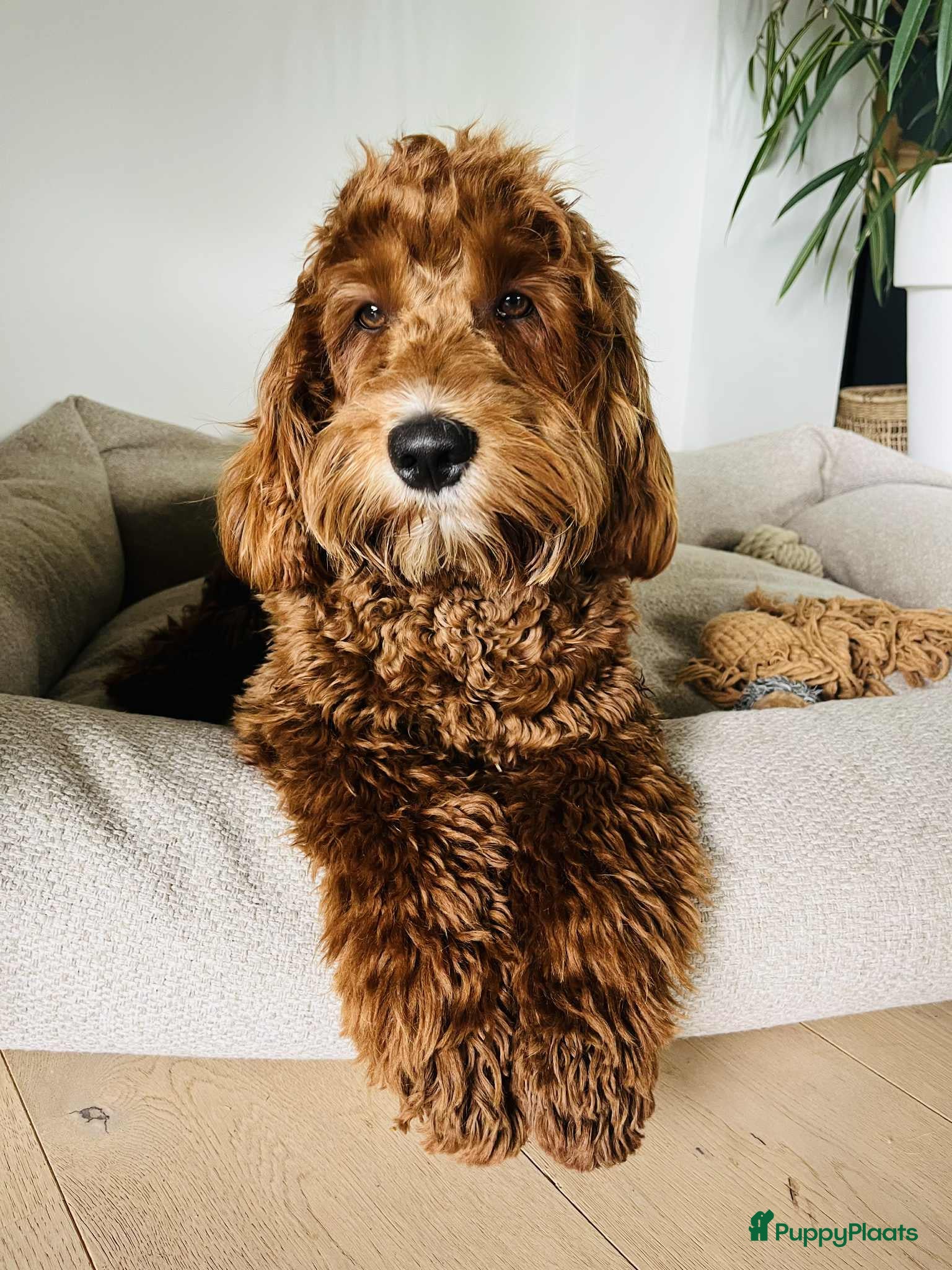 Australian Labradoodle honden ter dekking: Prachtige Dekreu  - Advertentie 4