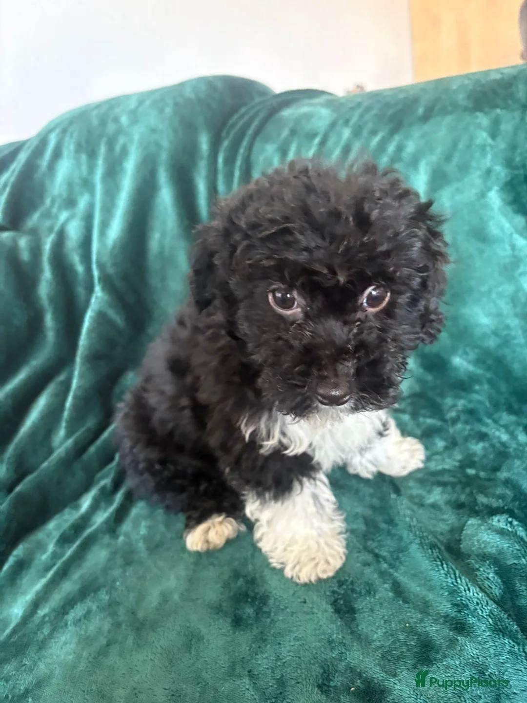 Poedel Toy honden te koop: Toypoedel zusjes toy poedel - Advertentie 11