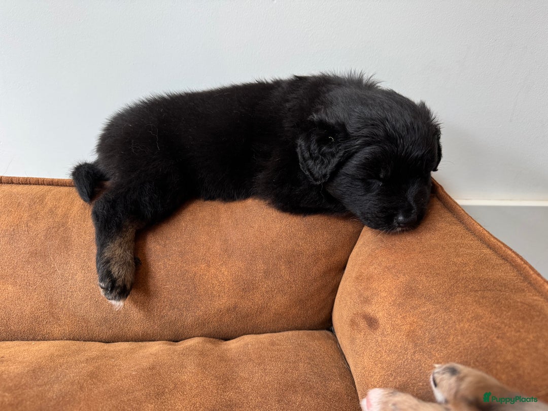 Australian Shepherd honden te koop: Prachtig en gezond nestje Australian Shepherds  - Advertentie 9