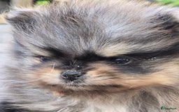 Pomeriaan honden te koop: Te koop prachtige pomeriaan pups in Veenendaal - Afbeelding 6
