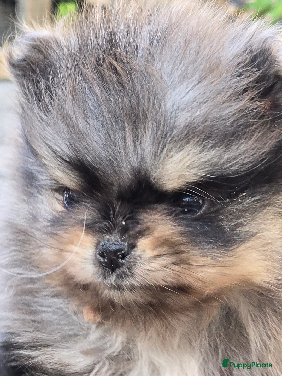 Pomeriaan honden te koop: Te koop prachtige pomeriaan pups in Veenendaal - Afbeelding 6