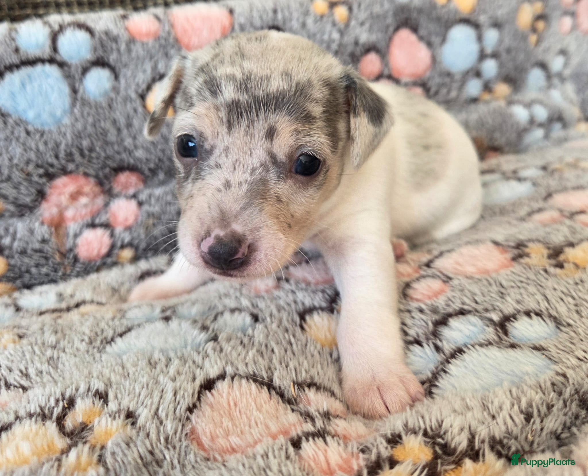 Jack Russel Terriër honden Merle jackrussels kort harig laag benig - Advertentie 1