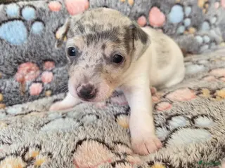 Jack Russel Terriër honden Merle jackrussels kort harig laag benig - Advertentie 1