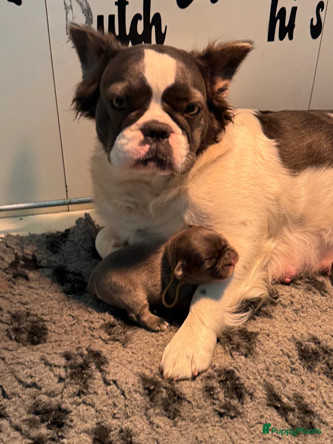 Franse Bulldog honden te koop: Uniek mooi bluetan atypical merle fluffy reutje. - Advertentie 2